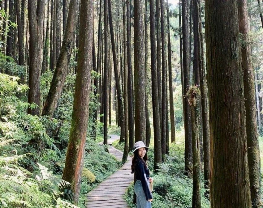 杉林溪森林生態渡假園區｜來杉林溪一日遊，享受芬多精的洗禮，杉林溪賞螢賞花攻略